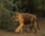 An image of a tiger in the Sariska national park with trees in the background, image used for POOLit the carpool app