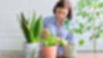 A woman is giving potting new indoor plants to give as Diwali gifts - More eco -friendly option